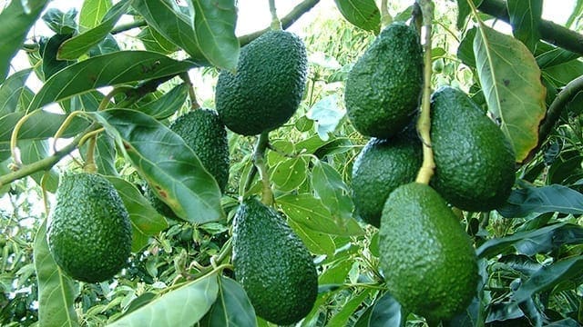 Kenya bans avocado exports as price rises