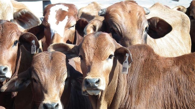 Senegal receives 312 breeding bulls from Brazil to boost meat production
