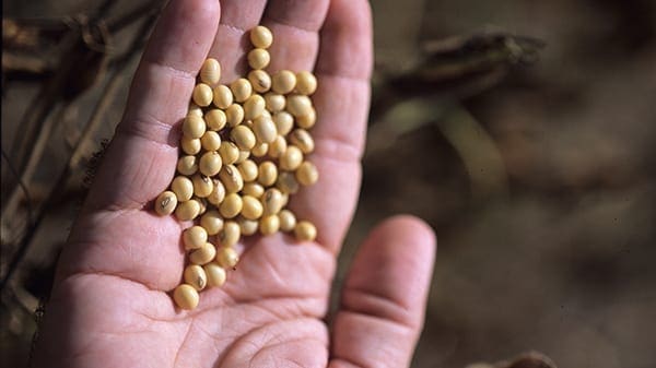 Korea’s soybean production to rise 20% while consumption remains steady