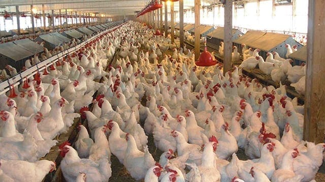 CBH to abandon Sovereign deal due to Avian flu