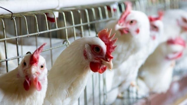 Zim, SA lose 1m chickens to bird flu