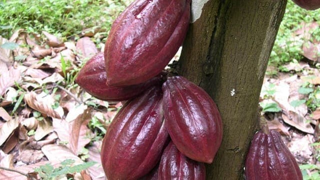 Ghana, Ivory Coast seek loan to add value to cocoa 