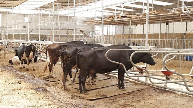 Oil agency mulls partnership with Danish firm on animal feeds