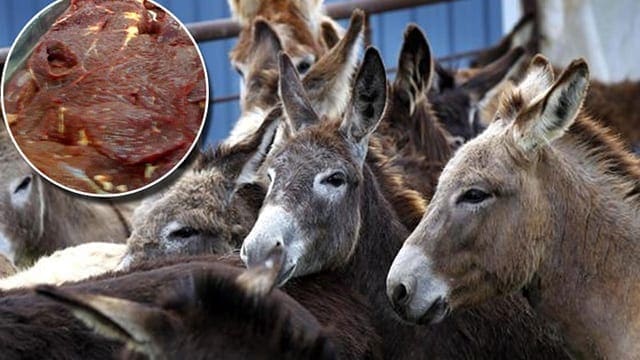 Ethiopia exports first-ever donkey meat