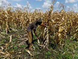 Govt. ban on maize exports not working – report
