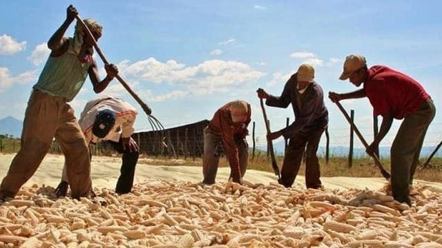 Zim pays farmers US$400m for grain deliveries