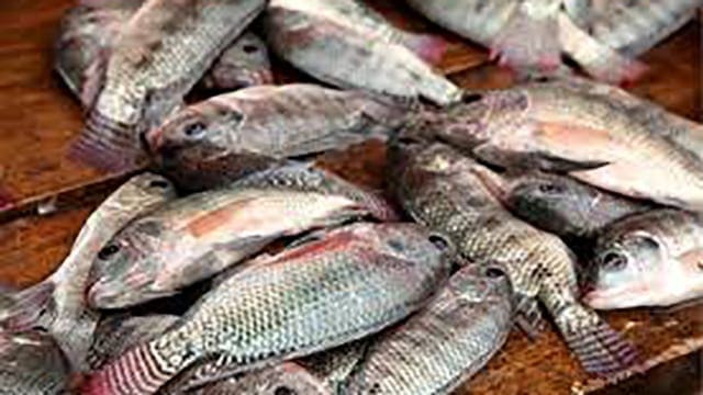 Hilton Food Group acquires fish processor Seachill