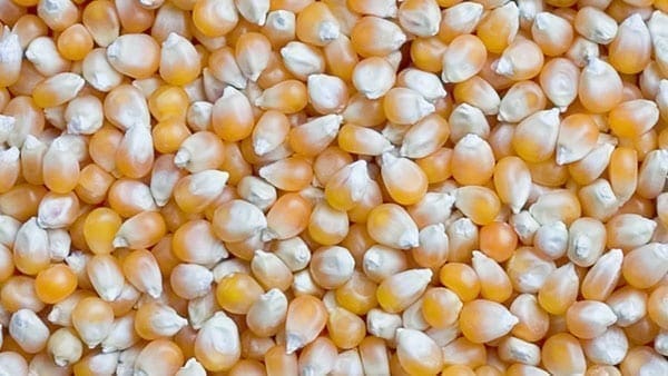 China may face ‘tight’ corn supplies, due to subsidy, demand reforms