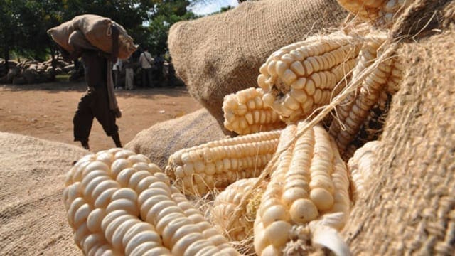 Zambia restricts maize exports to ensure food security