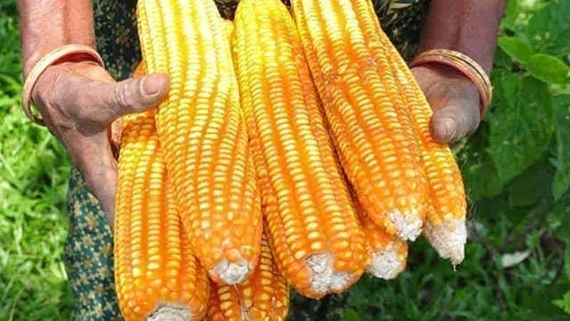 Zimbabwe’s grain board GMB receives 900,000 tonnes of maize