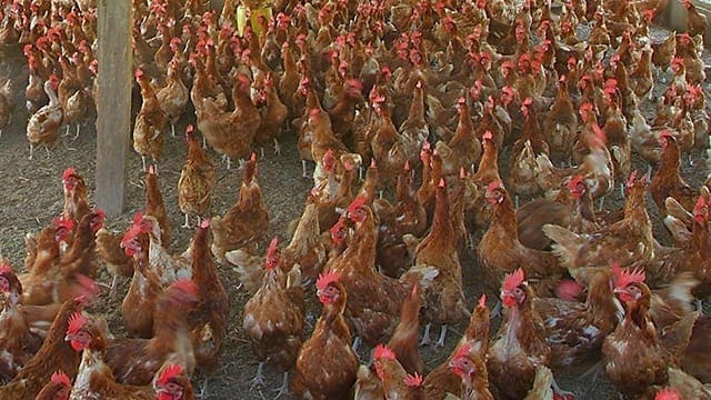 Mozambique bans poultry imports from Zimbabwe
