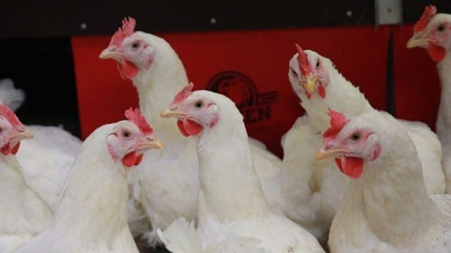 Cargill establishes joint ventures with UK poultry producer