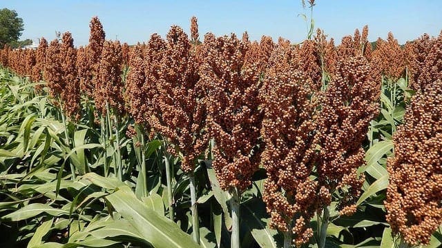 Chinese sorghum importers to visit US amid trade tension
