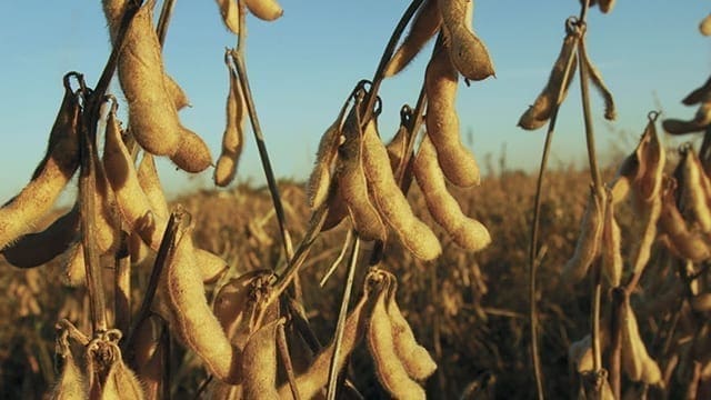 Ukraine soybean production to fall 14% in 2018-19