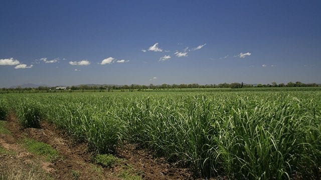 Tanzania to build more sugar factories and grow more cane to meet demand
