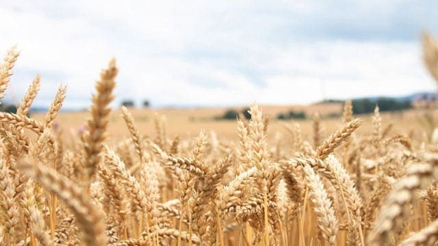Copperbelt region wheat hit by leaf-spot disease