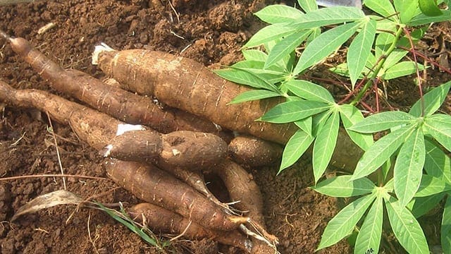 Cassava plant nears completion, opens by year end