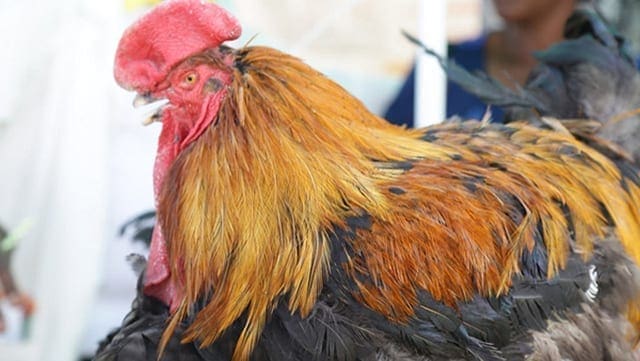 Deadly bird flu hits second Astral farm