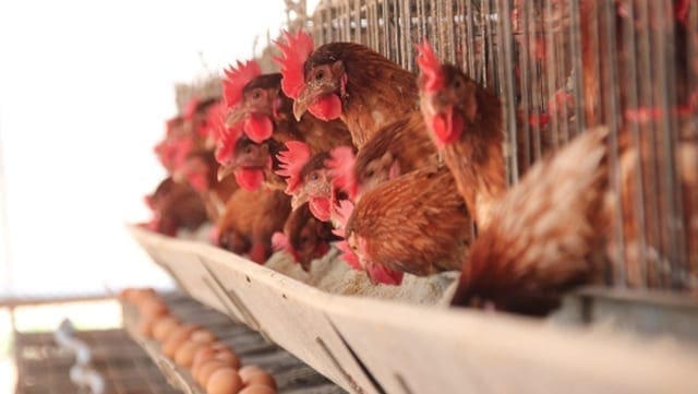 Afgri invests in Mozambican poultry business