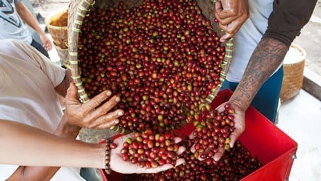 Coffee exports hit US$866 million