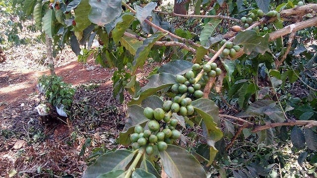 Ethiopia passes wide ranging coffee market reforms