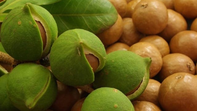 Macadamia prices triple as export ban lifted in Kenya