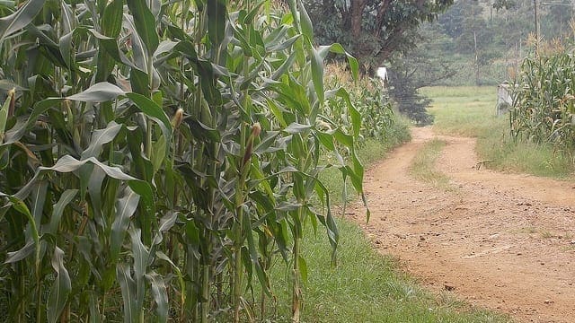 Seed Co Zimbabwe introduces new ‘climate smart’ maize variety