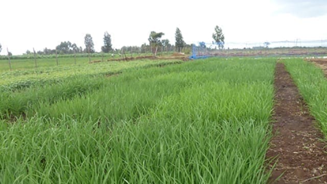 Zimbabwe imports rice worth US$80m, plans to start local production