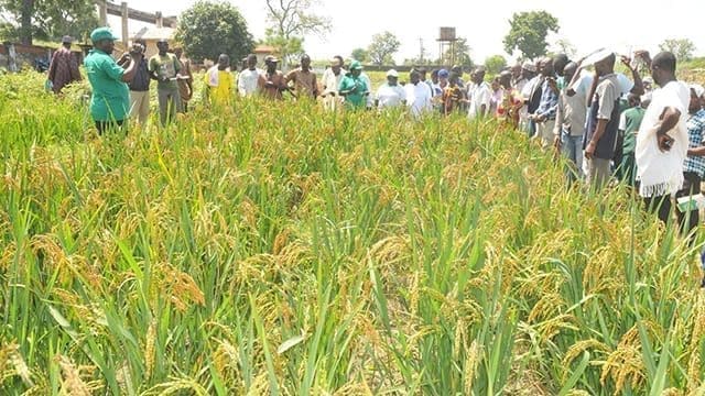 Nigeria’s Lagos State to commission the ‘biggest in Africa’ rice mill in Feb 2019