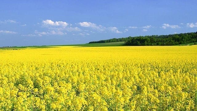 India freezes requests to commercially release GM mustard