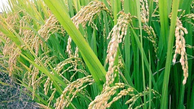Nigeria’s rice importation dropped by 95% in two years – Minister