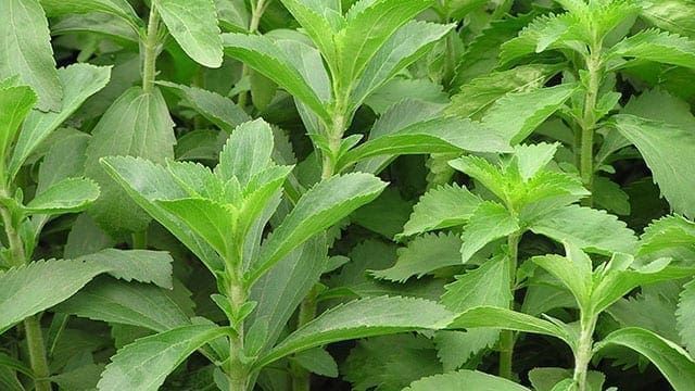 Manufacturers increase use of stevia sweetener in food and beverages