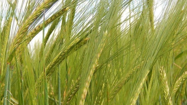 India’s wheat planting area expected to surpass last year’s