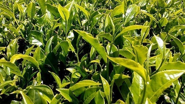 County governments in Kenya invest in cash crop production and trade