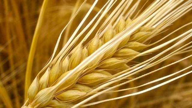 Saudi Arabia barley imports to decrease, says USDA