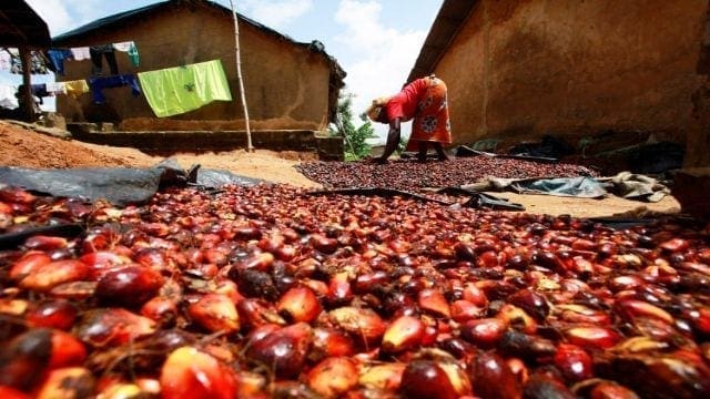Unilever lays its entire palm oil supply chain for transparency