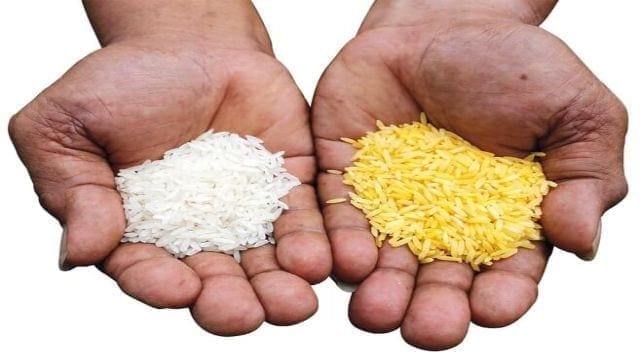 Golden rice completes the third food safety evaluation by USDA