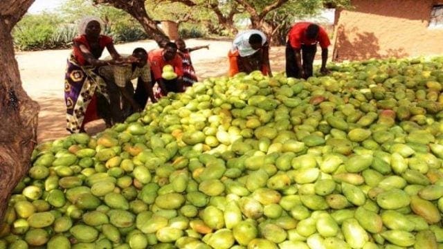 Government invests US$1.43m to revive fruit processing plant at the Coast