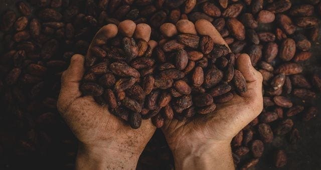 Ghana loses over 500,000 hectares of cocoa farms to viral disease, cocoa prices surge 