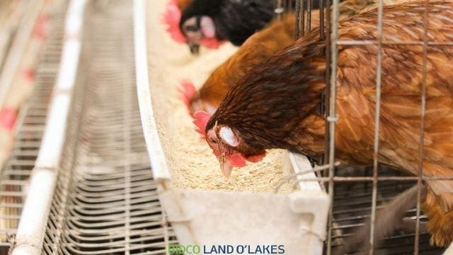 Bidco Land O’Lakes in partnership with Coast Feeds launches poultry centre