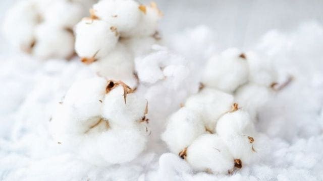 Nigeria reports biotech cotton varieties allowing farmers access to biotech cotton seeds