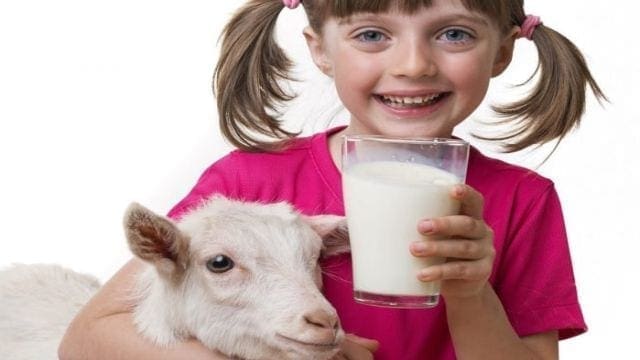 New Zealand launches programme with Dairy Goat Co-operative to promote goat’s milk