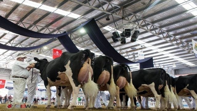 Malaysia’s Holstein secures funding from Singapore’s Dymon to grow herd