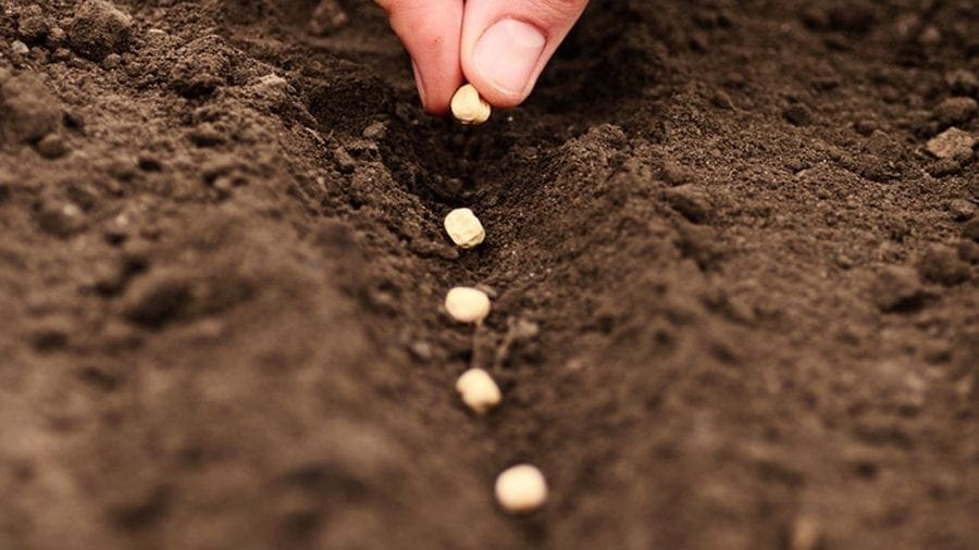SON unveils new standards and Codes of Practice for planting bean seeds
