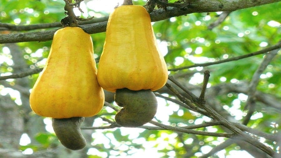 China to boost Tanzania’s cashew sector with a new processing facility