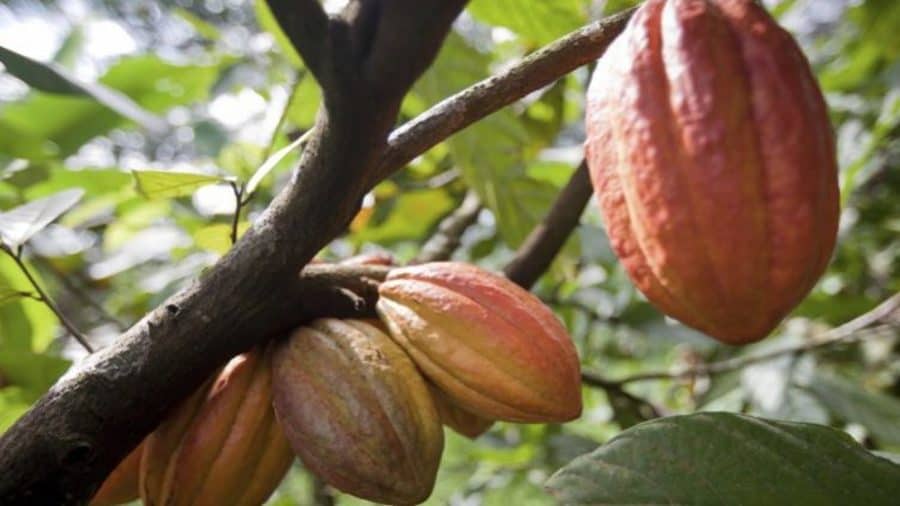 Olam strengthens cocoa traceability with commitment to end deforestation in supply chain