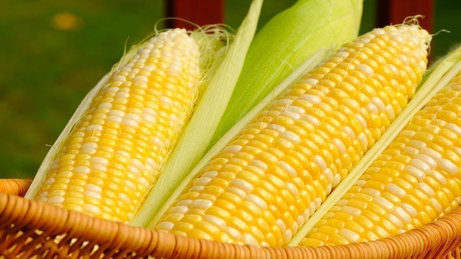Land O’Lakes SUSTAIN and Tate & Lyle collaborate on sustainable corn sourcing