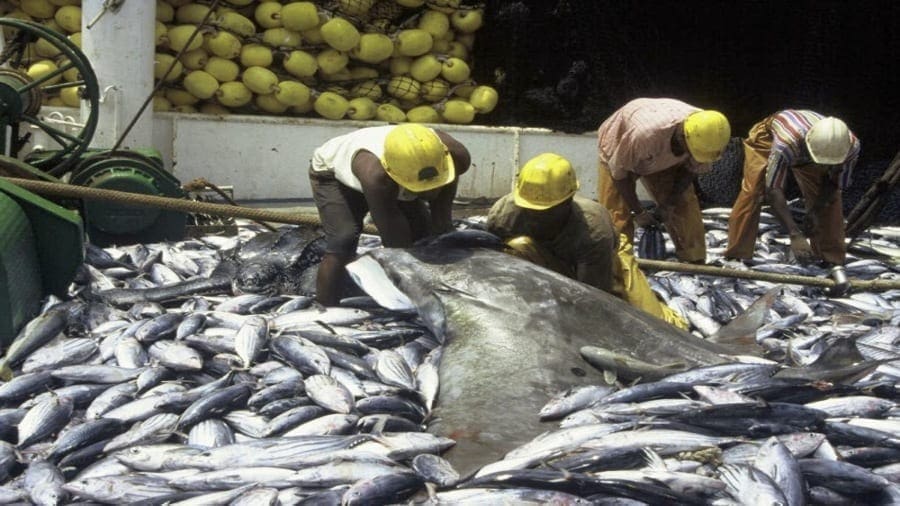 Oceana fishing revenue grows 14% to US$549m as Daybrook operations pay