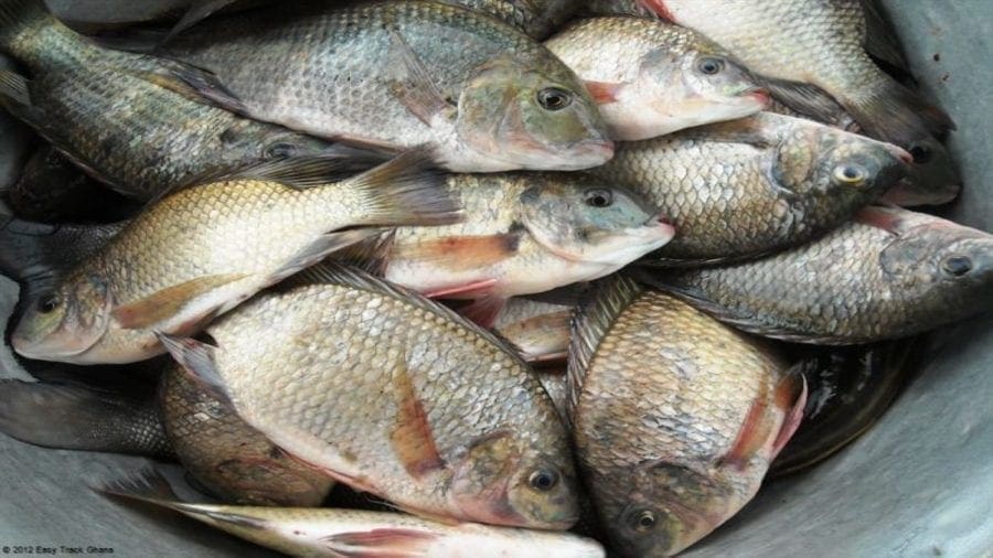 Zambia’s fish production to hit 40,000 tons with ZAED project