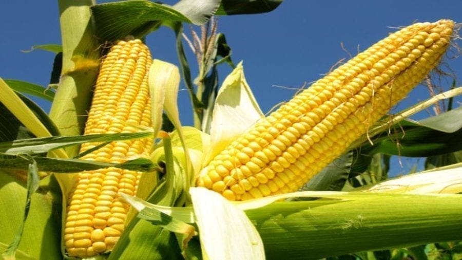 Maize Farmers Association of Nigeria secure US$41.2m financing from CBN